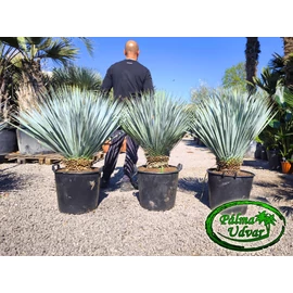 Yucca Rostrata EXTRA törzs 10-20cm