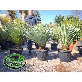 Yucca Rostrata törzs 15-20cm