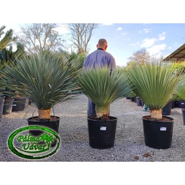 Yucca Rostrata törzs 20-30cm 