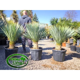 Yucca Rostrata törzs 20-30cm 