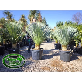 Yucca Rostrata törzs 20-30cm EXTRA