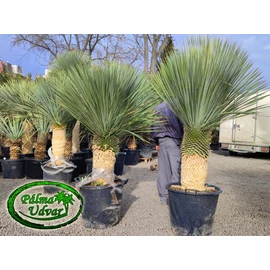 Yucca Rostrata törzs 60-70cm