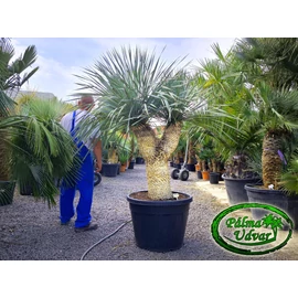 Yucca Rostrata 2 Fej