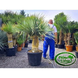 Yucca Rostrata 2 Fej var. 1