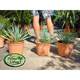 Yucca Rostrata 35-40cm teljes magasság