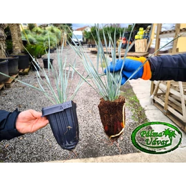 Yucca Rostrata 35-40cm teljes magasság