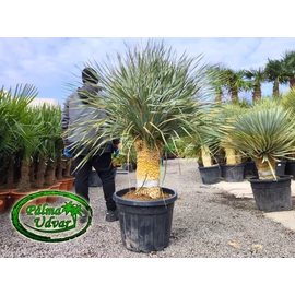 Yucca Rostrata 3 Fej