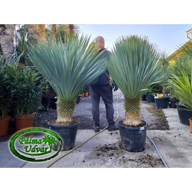 Yucca Rostrata törzs 40-45cm 