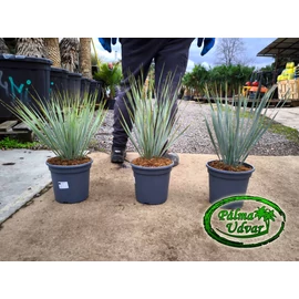 Yucca Rostrata  40-50cm teljes magasság