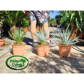 Yucca Rostrata  40-50cm teljes magasság
