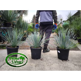 Yucca Rostrata 70-80cm teljes magasság