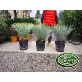 Yucca Rostrata  80-90cm teljes magasság