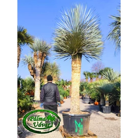 Yucca Rostrata törzs Blue Swan 200cm törzsmagasság