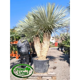 Yucca Rostrata Dupla