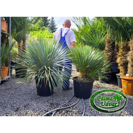 Yucca Rostrata DuplaExtra