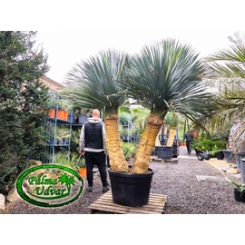 Yucca Rostrata Dupla var. 1