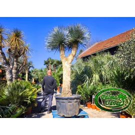 Yucca Rostrata Multifej var. 1. törzs 240cm