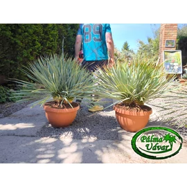Yucca Rostrata tarrina dupla 80-90cm teljes magasság