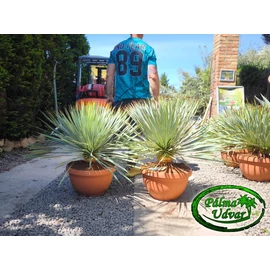 Yucca Rostrata tarrina 80-90cm teljes magasság