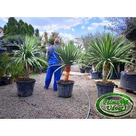 Dracaena draco - Kanári sárkányfa 150-160cm