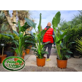 Strelitzia nicolai - Papagájvirág EXTRA