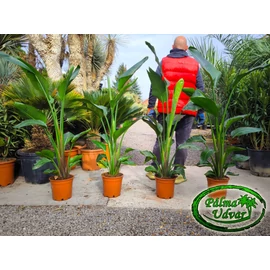 Strelitzia nicolai - Papagájvirág 120-140cm teljes magasság