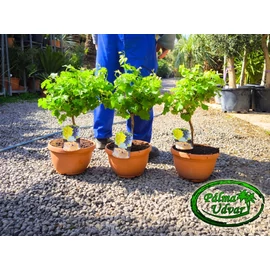 Vitis Vinifera szőlő  /termő/ 50-60cm teljes magasság