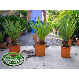 Yucca Torreyi - Faxon jukka törzs 10-20cm