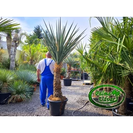 Yucca Torreyi - Faxon jukka 235cm teljes magasság