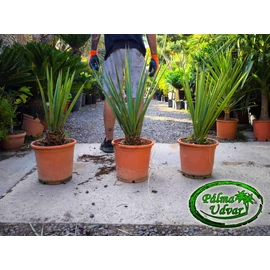 Yucca Torreyi - Faxon jukka törzs 5-10cm