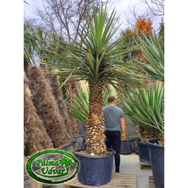 Yucca Torreyi - Faxon jukka ÓRIÁS