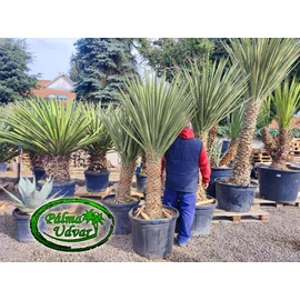 Yucca Torreyi - Faxon jukka 