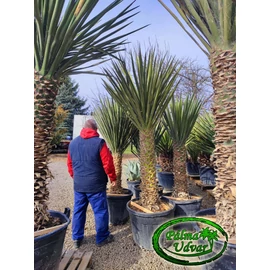 Yucca Torreyi - Faxon jukka EXTRA