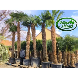 Trachycarpus Fortunei Kínai kenderpálma 250-280cm törzs