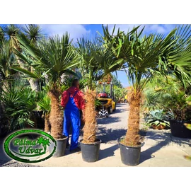 Trachycarpus Fortunei Kínai kenderpálma 100-110cm törzs