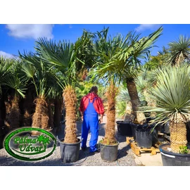 Trachycarpus Fortunei Kínai kenderpálma 110-120cm törzsmagasság