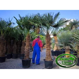 Trachycarpus Fortunei Kínai kenderpálma 120-130cm törzsmagasság