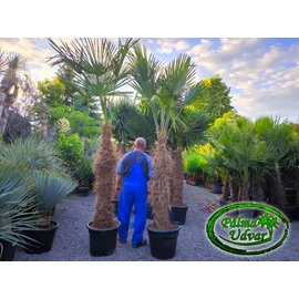 Trachycarpus Fortunei Kínai kenderpálma 130-140cm törzsmagasság