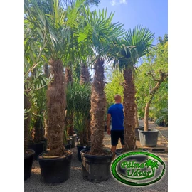 Trachycarpus Fortunei Kínai kenderpálma 180-200cm törzs
