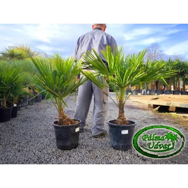 Trachycarpus Fortunei Kínai kenderpálma 20-25cm törzsmagasság