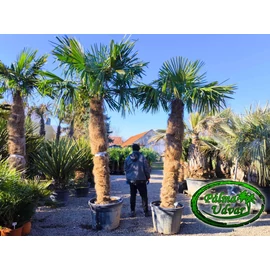 Trachycarpus Fortunei Kínai kenderpálma 210-230cm törzs 