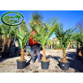 Trachycarpus Fortunei Kínai kenderpálma 30-40cm törzs