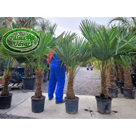 Trachycarpus Fortunei Kínai kenderpálma 40-50cm törzs