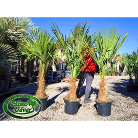 Trachycarpus Fortunei Kínai kenderpálma 40-50cm törzs