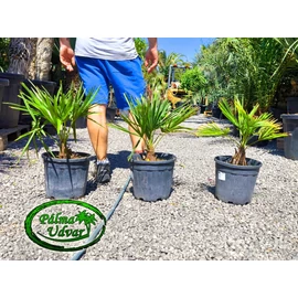 Trachycarpus Fortunei Kínai kenderpálma 50-60cm teljes magasság