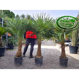 Trachycarpus Fortunei Kínai kenderpálma 50-60cm törzs