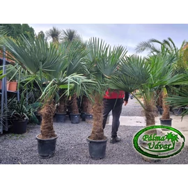 Trachycarpus Fortunei Kínai kenderpálma 60-70cm törzs