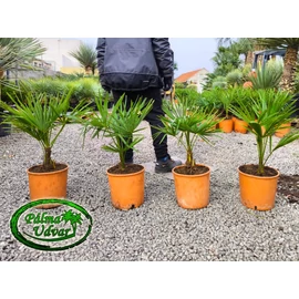 Trachycarpus Fortunei Kínai kenderpálma 60-70cm teljes magasság Trachycarpus Fortunei Kínai kenderpálma 60-70cm teljes magasság