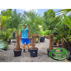 Trachycarpus Fortunei Kínai kenderpálma 60-70cm törzs