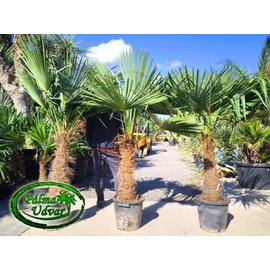 Trachycarpus Fortunei Kínai kenderpálma 70-80cm törzs